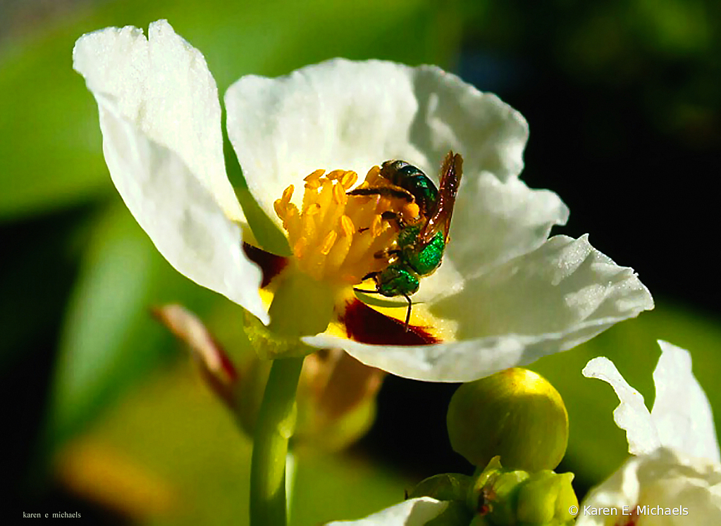 metallic green bee - ID: 15777767 © Karen E. Michaels