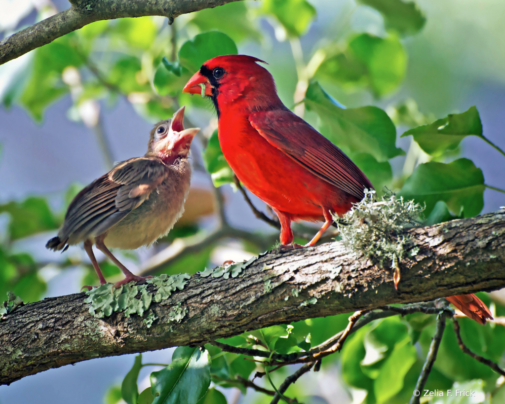 Cardinal Caring Dad - ID: 15778767 © Zelia F. Frick