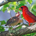 2Cardinal Caring Dad - ID: 15778767 © Zelia F. Frick