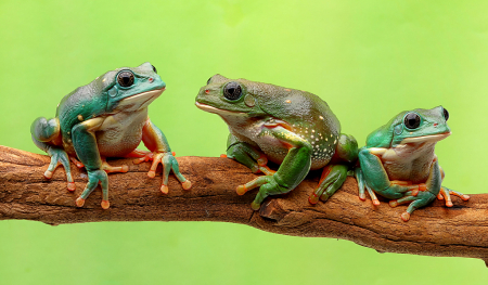 Three Frogs