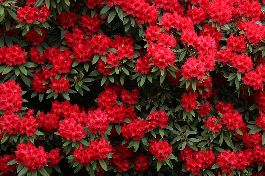 Red rhododendron shrubs