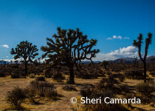 Joshua Tree - ID: 15778780 © Sheri Camarda