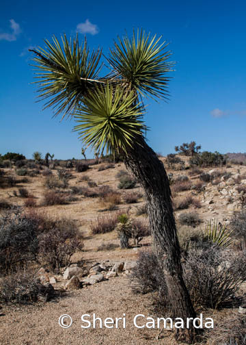 Standing Alone - ID: 15778781 © Sheri Camarda