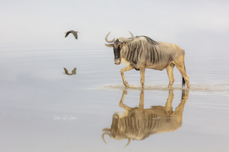 Single Wildebeest 
