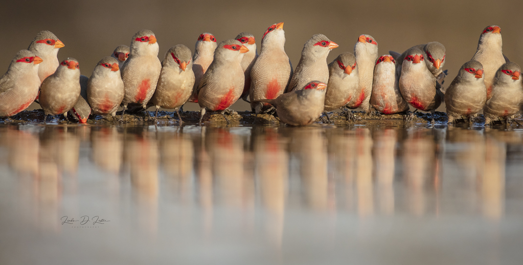 Waxbills From Africa