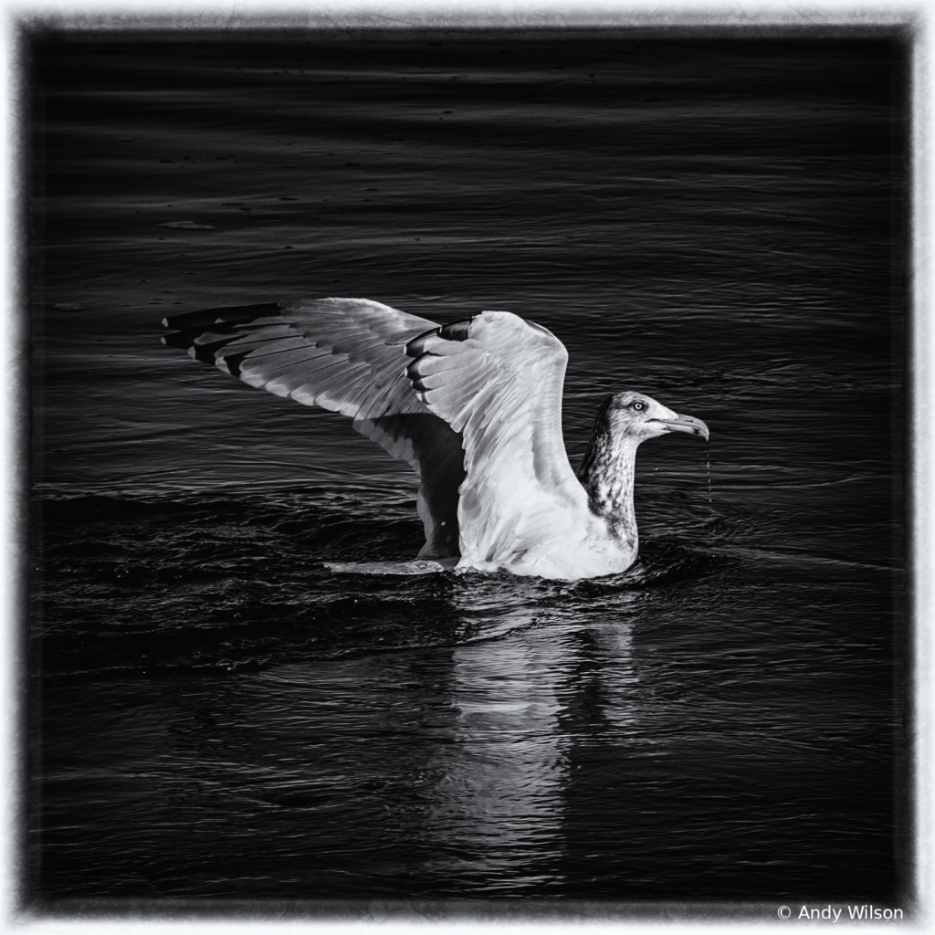 Seagull in Black and White