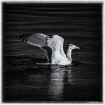 Seagull in Black ...