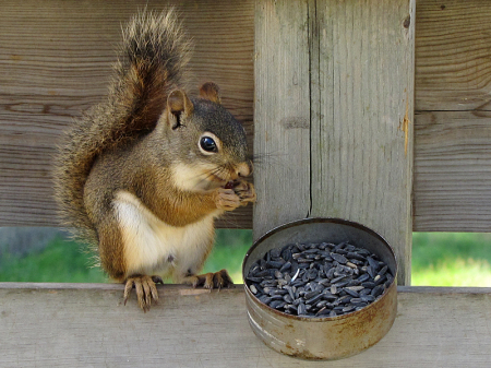 Tiny Squirrel