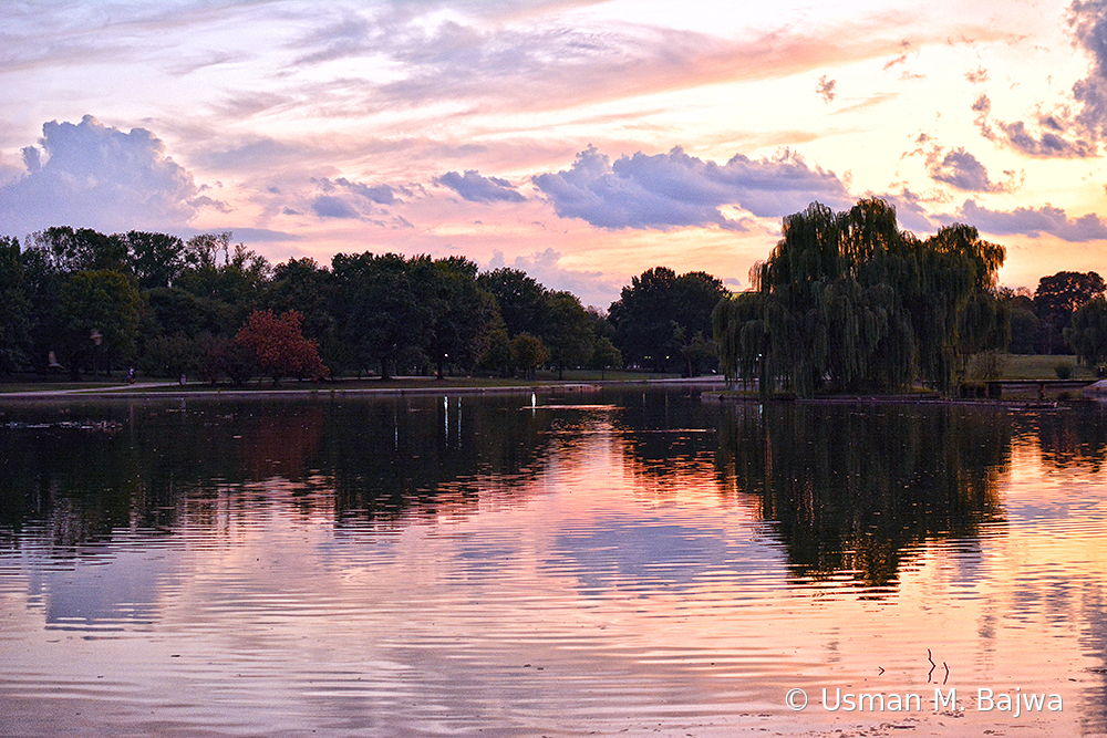 Weeping Willow reflection at dusk