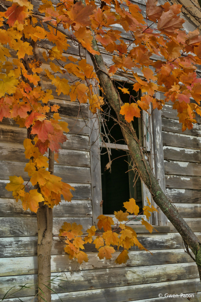 Autumn glory