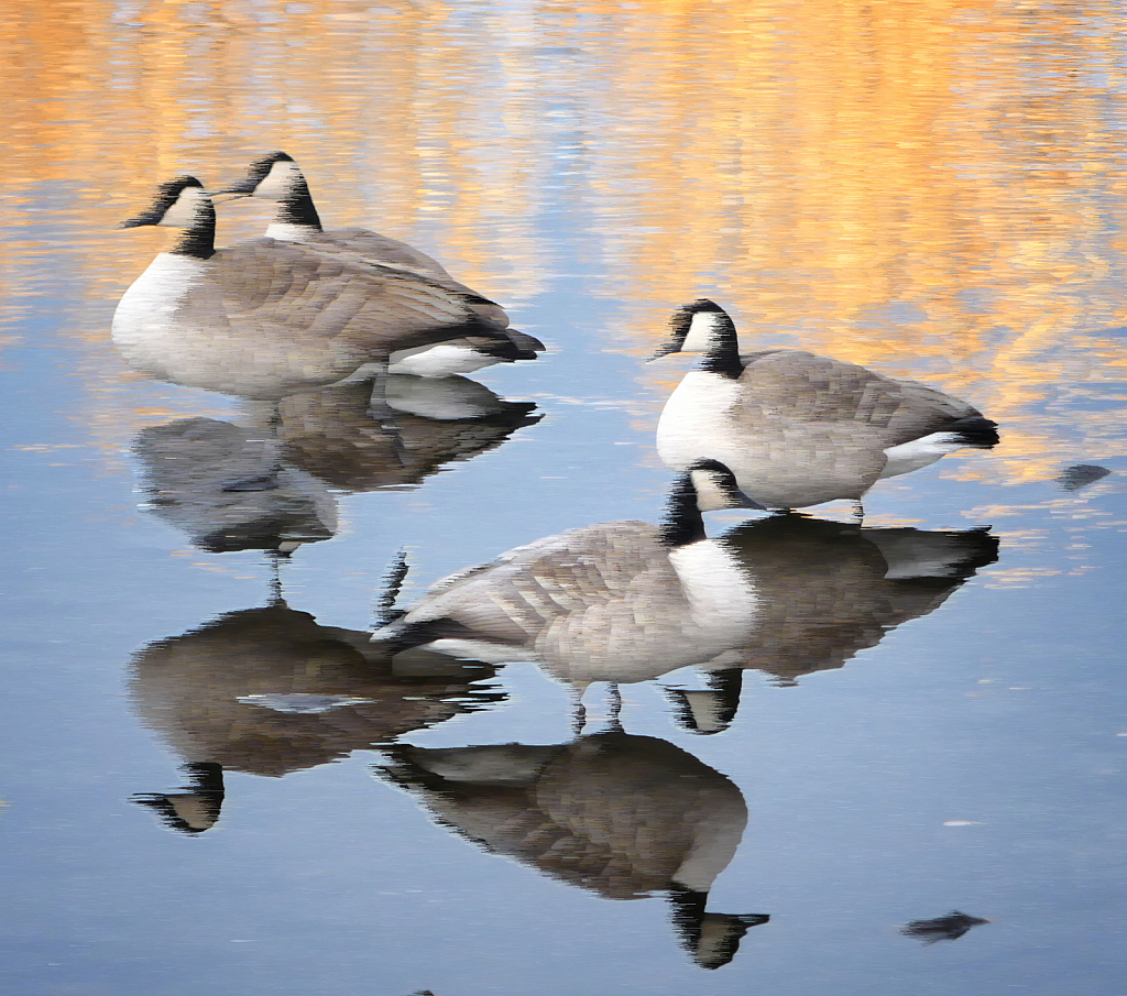 Geese at Sunset