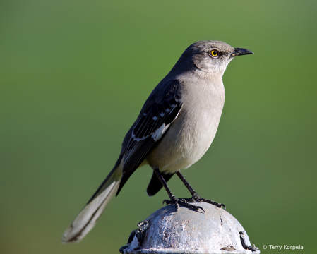 Northern Mockingbird