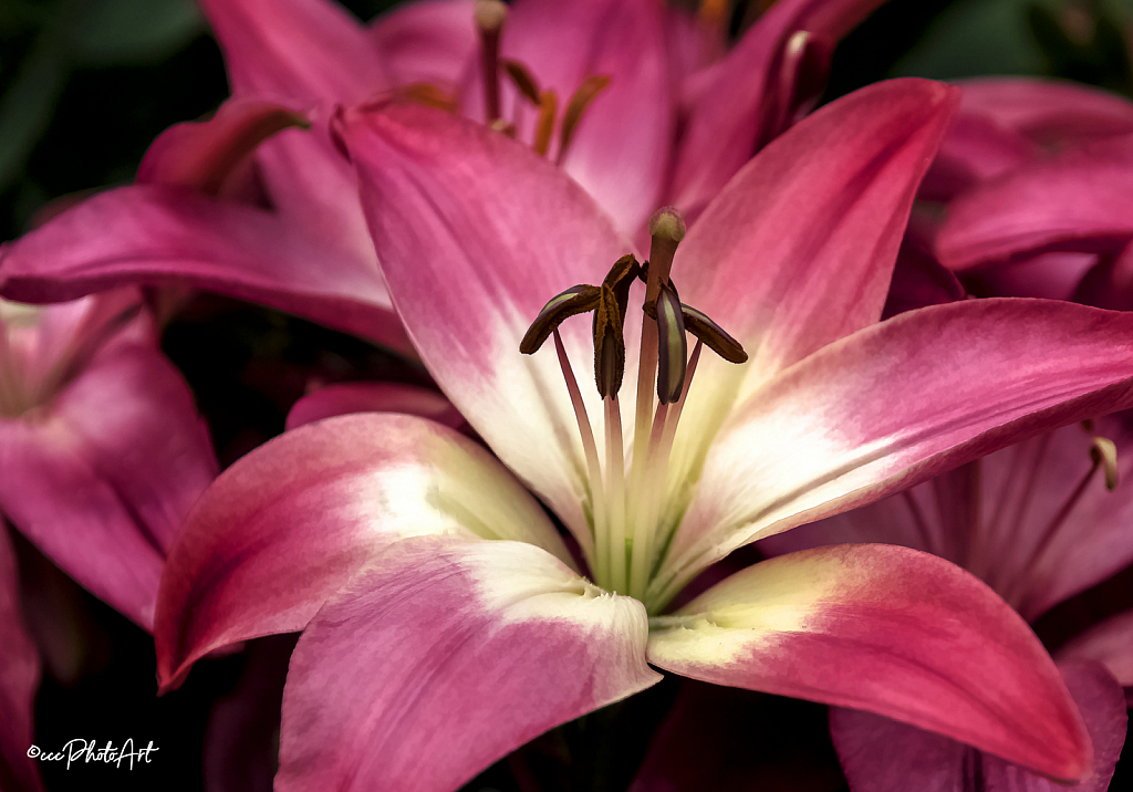 Soft Light Lily - ID: 15779018 © Candice C. Calhoun