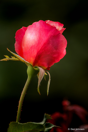 Another Stunning Rose Bud 10-12-19 328