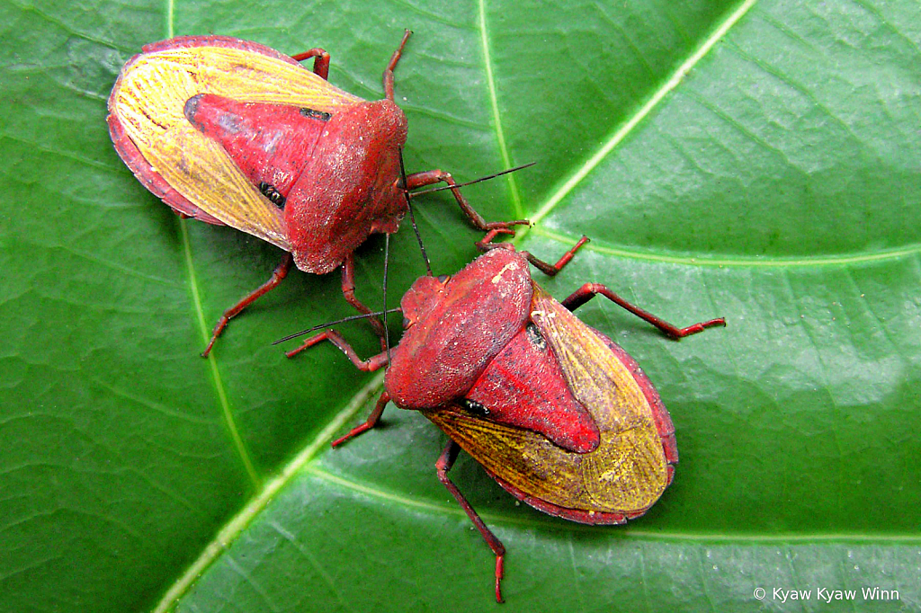 Red & Green