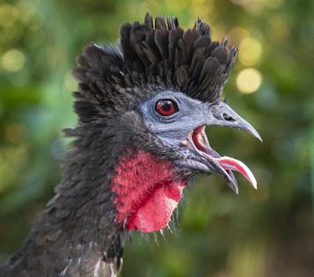 Great Curassow