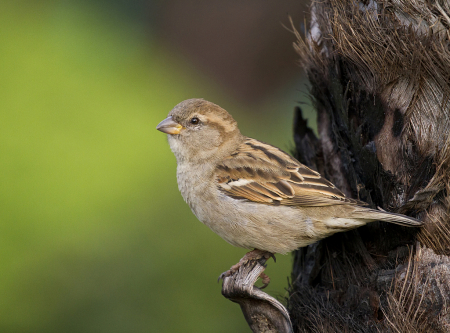 Sparrow on punga