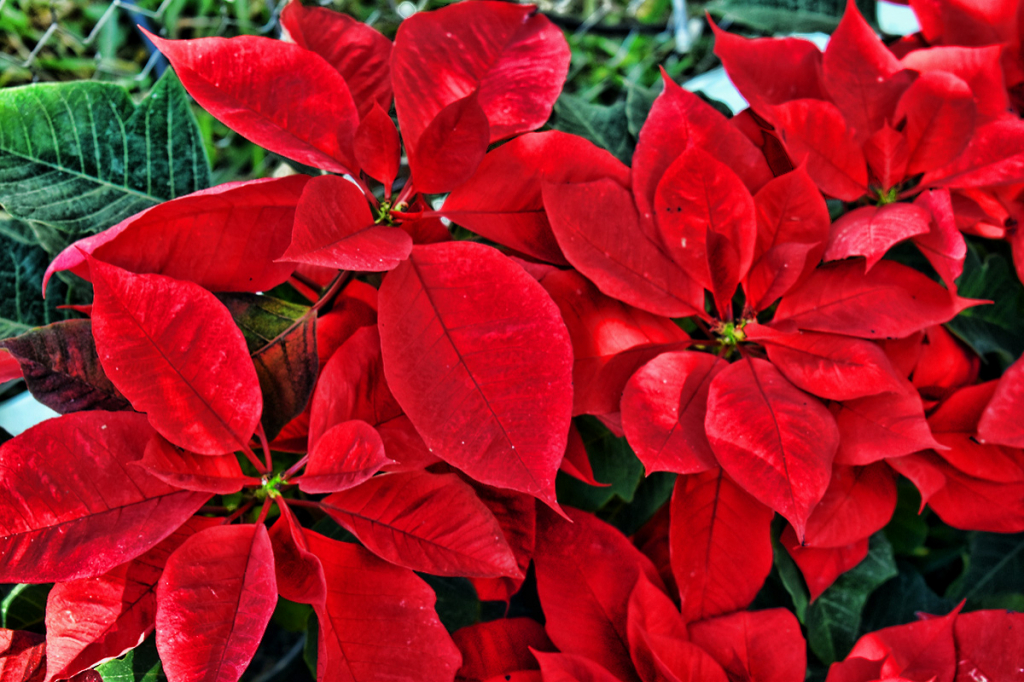 NOCHEBUENAS THE FLOWERS OF CHRISTMAS