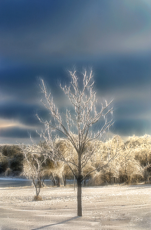 Icy Trees Sparkle