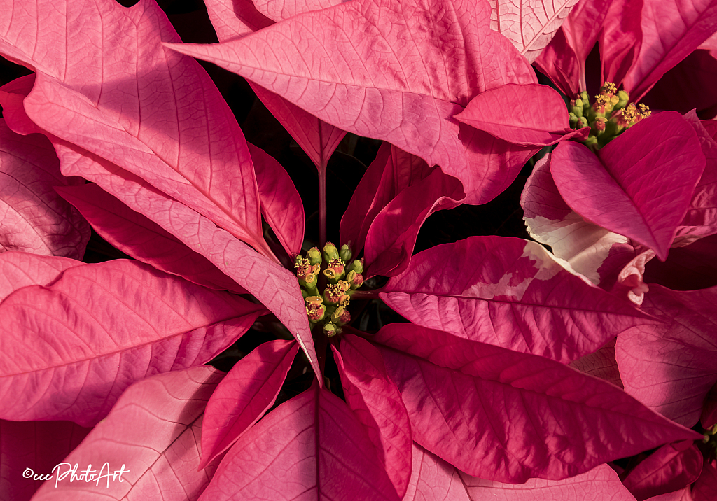 Shades of Red & Green