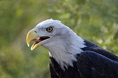 Bald Eagle 