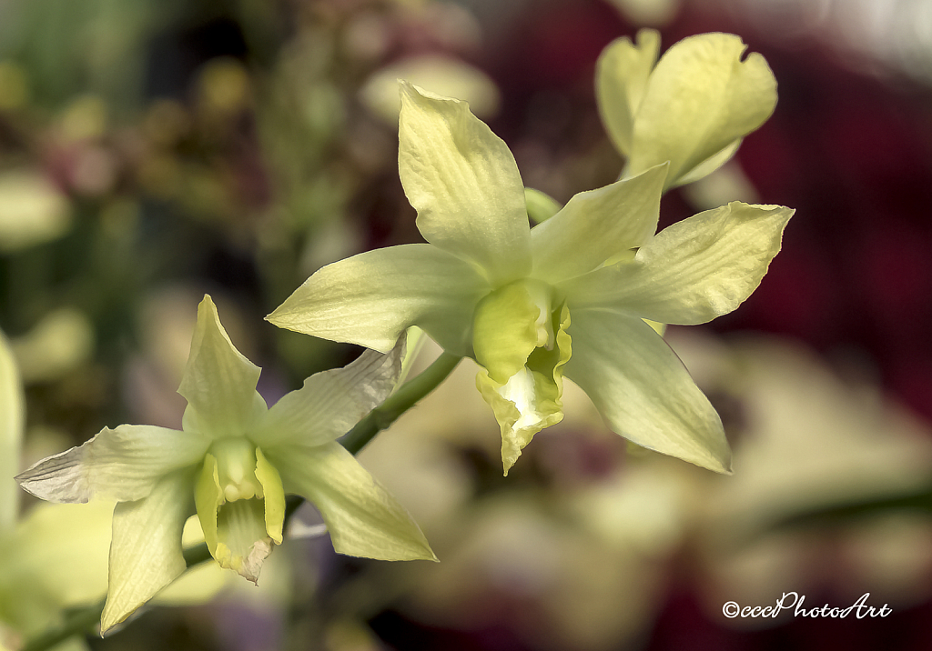 Grasshopper Orchid - ID: 15779761 © Candice C. Calhoun