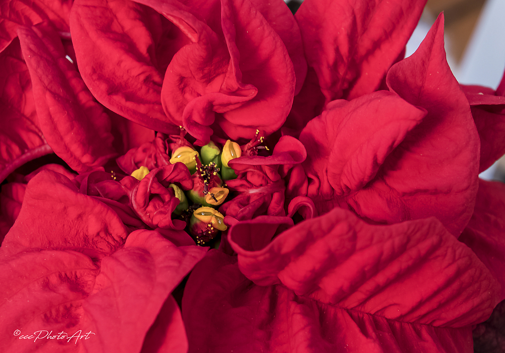 Red with Green Between - ID: 15779859 © Candice C. Calhoun