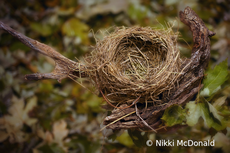 Empty Nest