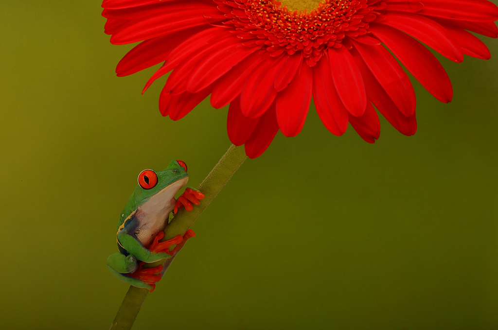 Red Eyed Tree Frog on Gerber