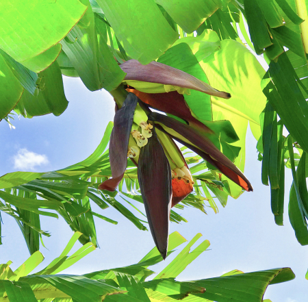 Banana Flower