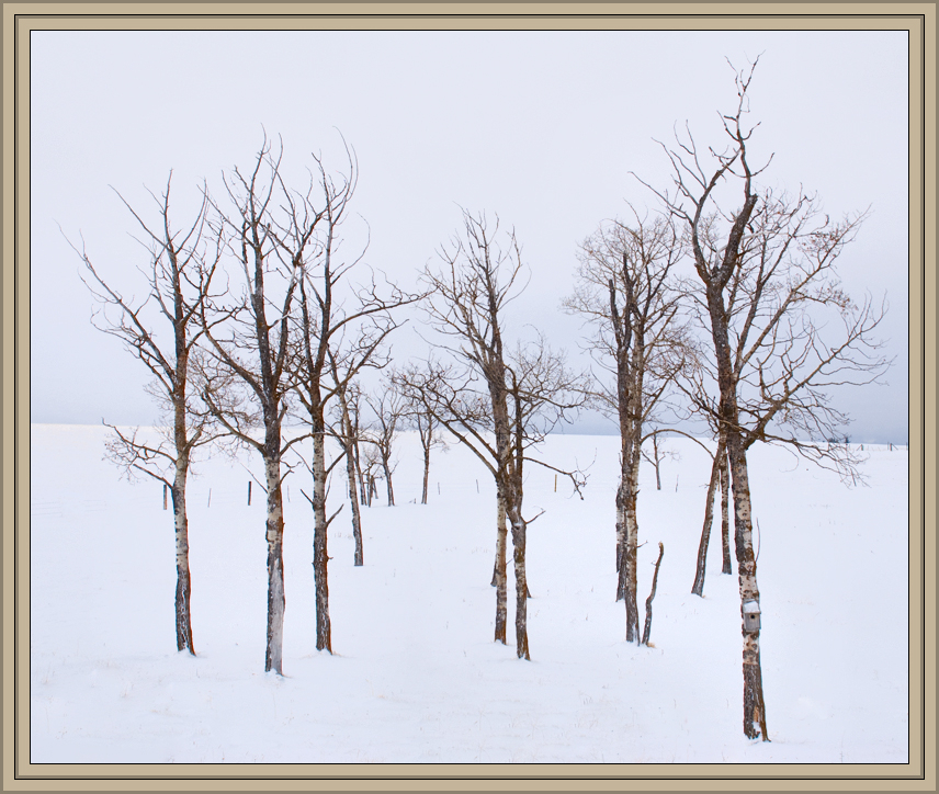 Winter Aspens 