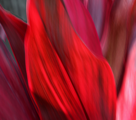 Gorgeous Red Leaves