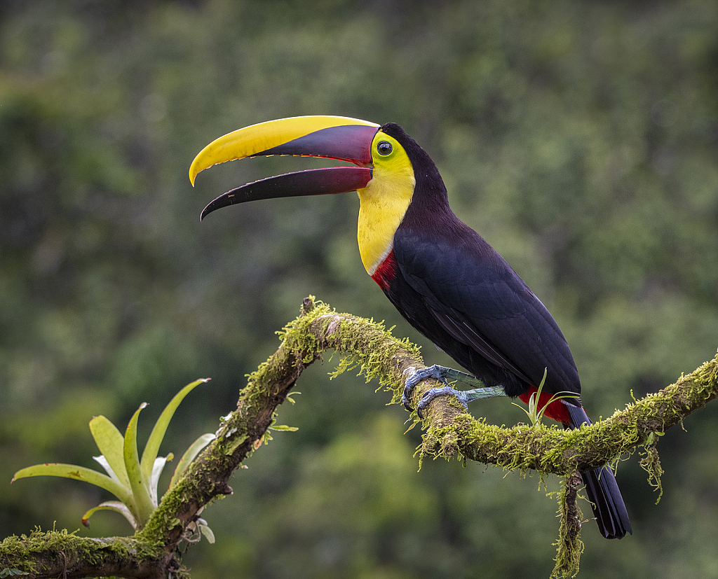 Yellow-throated Toucan