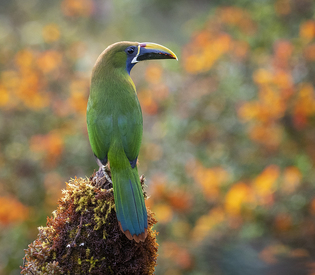 Emerald Toucanet