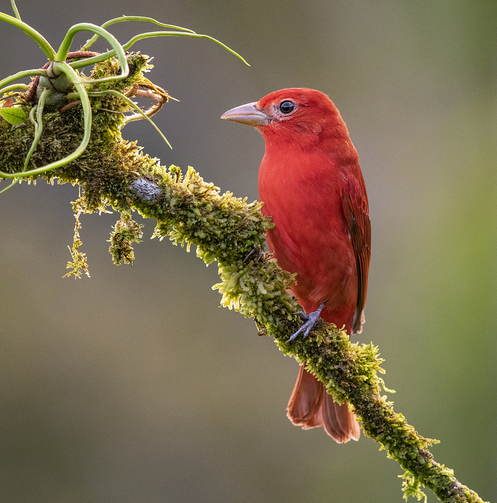 Summer Tanager