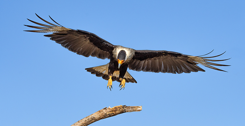 Caracara