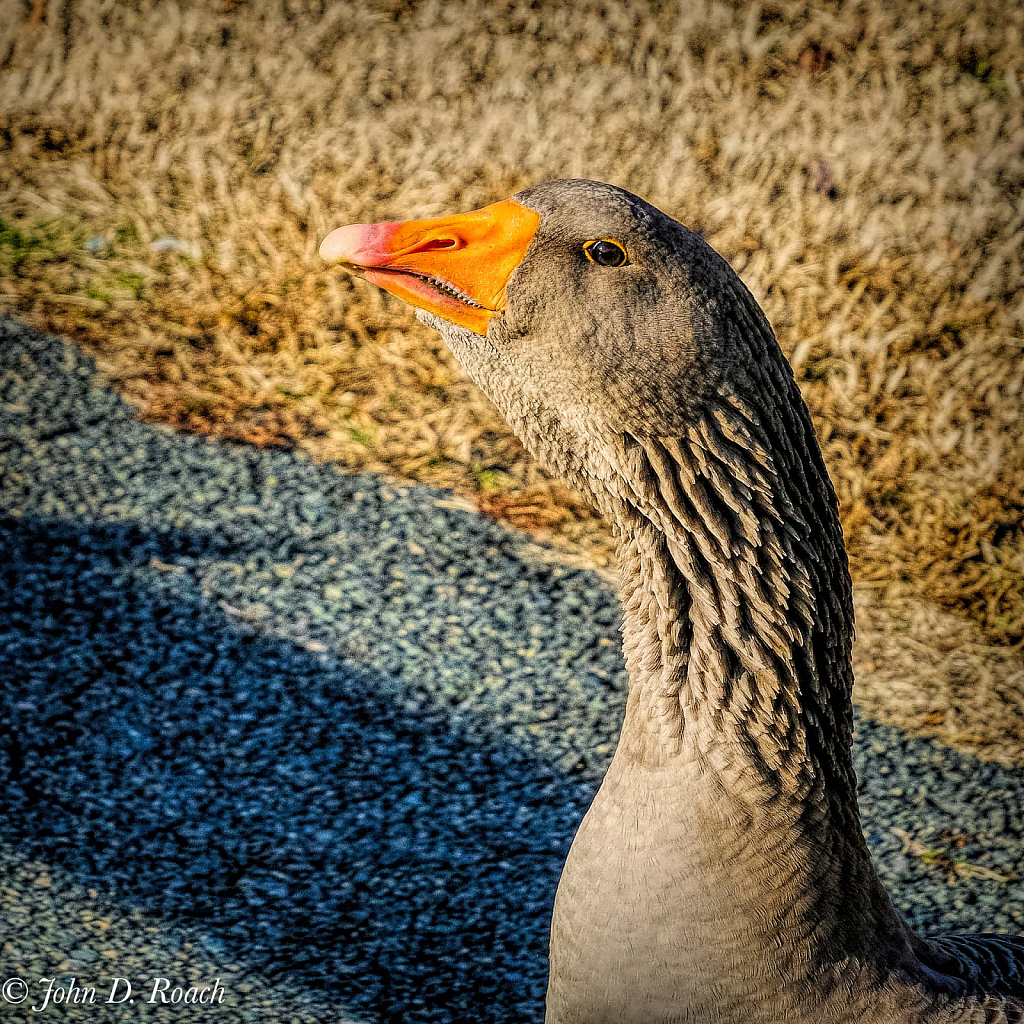 Graylag Goose - ID: 15780903 © John D. Roach