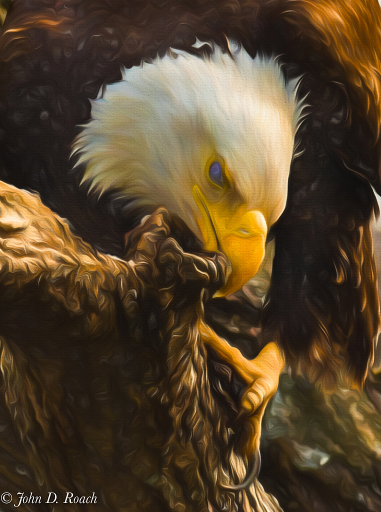 Eagle Feaking - ID: 15780904 © John D. Roach