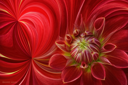 Dahlia Swirls