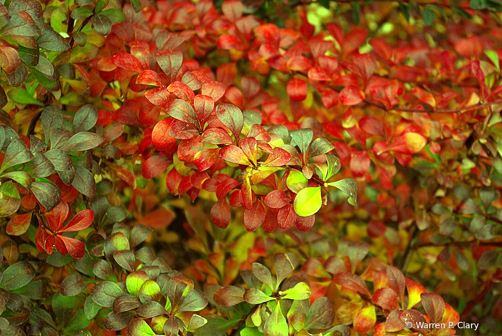 Red leaves-Green leaves
