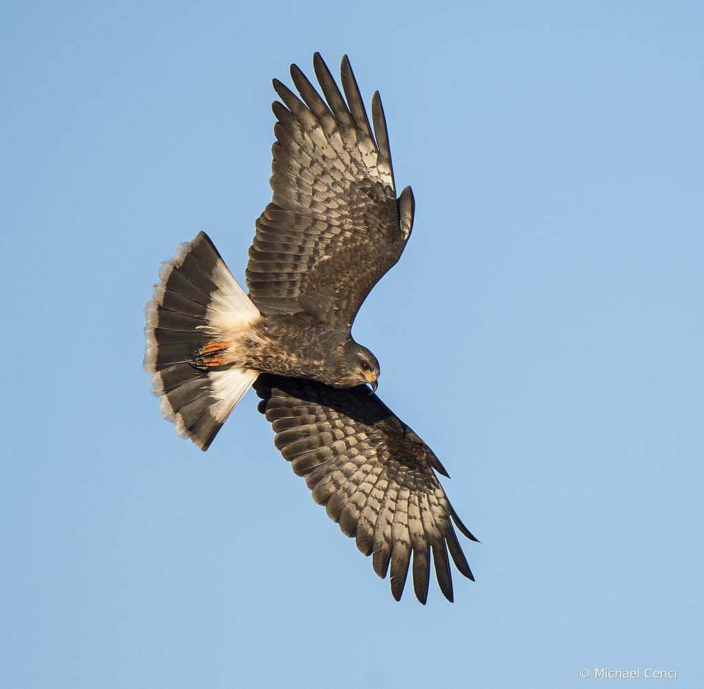 SnailKite28 - ID: 15780960 © Michael Cenci