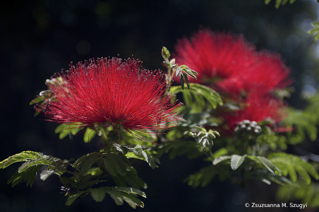 Red and green