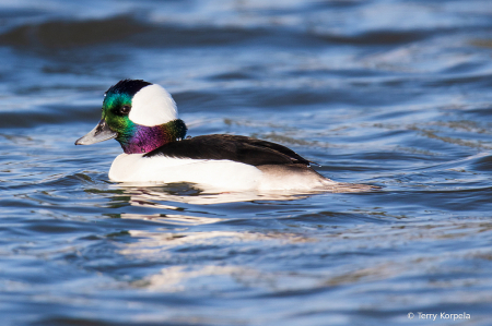 Bufflehead (Male)