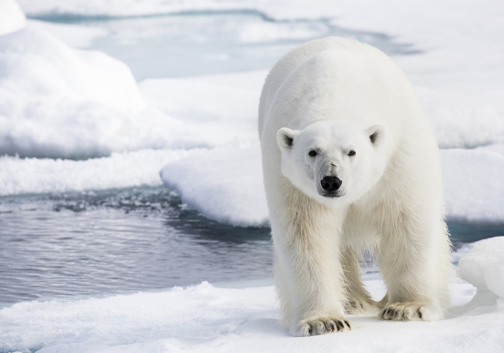 polar bear on ice