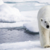 © Sydna Stout PhotoID # 15781135: polar bear on ice