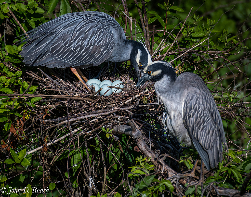 Nesting - ID: 15781144 © John D. Roach