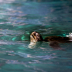 © Sydna Stout PhotoID # 15781215: sea turtle