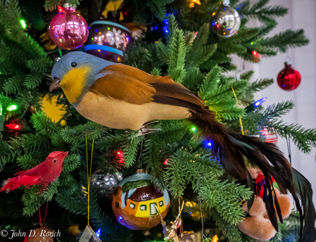 Bird in the Tree