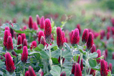 Clover Closeups