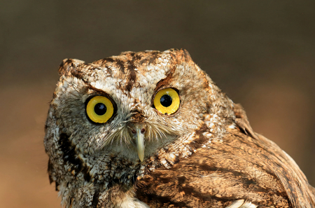 Screech Owl